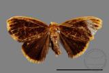 ǦW:Lymantriidae Lymantriidae