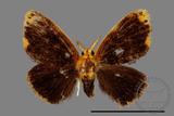 ǦW:Lymantriidae Lymantriidae