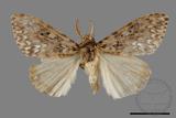 ǦW:Lymantria grisea kosemponis