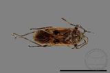 ǦW:Physopelta quadriguttata