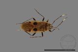 ǦW:Physopelta parviceps