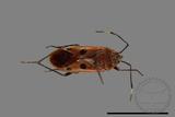 ǦW:Physopelta quadriguttata