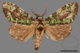 ǦW:Somera viridifusca viridifusca