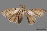 ǦW:Calliteara postfusca