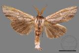 ǦW:Tensha striatella