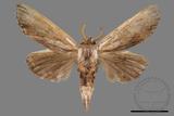 ǦW:Tensha striatella