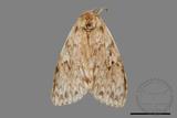 ǦW:Lymantria grisea kosemponis