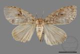 ǦW:Lymantria grisea kosemponis