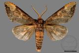 ǦW:Phalera angustipennis