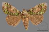 ǦW:Somera viridifusca viridifusca