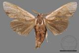 ǦW:Tensha striatella