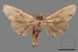 ǦW:Tensha striatella