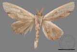 ǦW:Tensha striatella