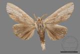 ǦW:Tensha striatella