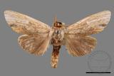 ǦW:Tensha striatella