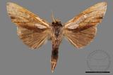 ǦW:Tensha striatella