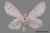 ǦW:Cnethodonta grisescens baibarana