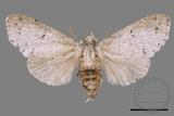 ǦW:Cnethodonta grisescens baibarana