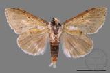 ǦW:Cnethodonta grisescens baibarana