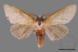 ǦW:Cnethodonta grisescens baibarana