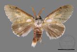 ǦW:Cnethodonta grisescens baibarana