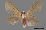 ǦW:Cnethodonta grisescens baibarana