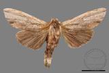 ǦW:Tensha striatella