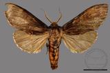 ǦW:Allodontoides tenebrosus fulva