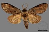 ǦW:Allodontoides tenebrosus fulva