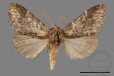 ǦW:Nephodonta taiwanensis