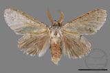 ǦW:Cnethodonta grisescens baibarana