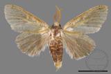 ǦW:Cnethodonta grisescens baibarana