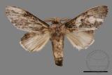 ǦW:Vaneeckeia pallidifascia centrobrunnea