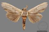 ǦW:Tensha striatella