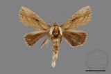 ǦW:Ramesa albistriga