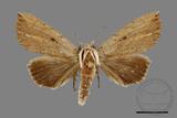 ǦW:Ramesa albistriga