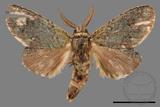 ǦW:Syntypistis viridipicta