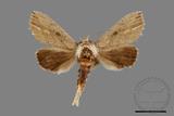 ǦW:Ramesa albistriga