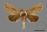 ǦW:Ramesa albistriga