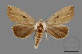 ǦW:Ramesa albistriga