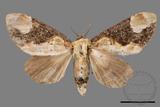 ǦW:Formofentonia orbifer rotundata