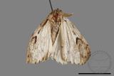 ǦW:Lymantria grisea kosemponis