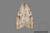 ǦW:Lymantria grisea kosemponis