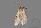 ǦW:Lymantria grisea kosemponis