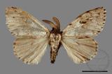 ǦW:Lymantria grisea kosemponis