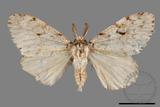 ǦW:Lymantria grisea kosemponis