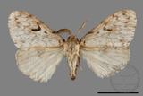 ǦW:Lymantria grisea kosemponis