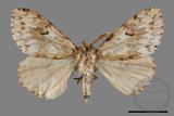 ǦW:Lymantria grisea kosemponis