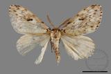 ǦW:Lymantria grisea kosemponis