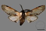 ǦW:Hyrpyia longipennis